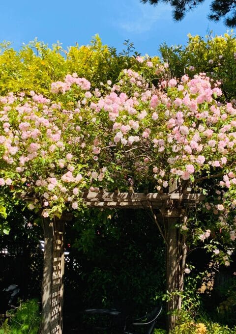 A wooden arbor is covered with blooming pink roses surrounded by dense green foliage. A bright blue sky is visible above, and a shadowed garden area is beneath the arbor, with a glimpse of a chair peeking through the leaves.