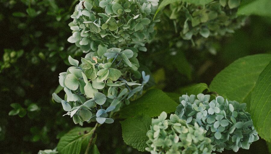 Close-up of a hydrangea plant with clusters of greenish-blue flowers and large green leaves, surrounded by dense green foliage.