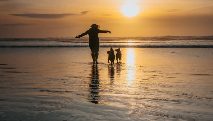 A person walks with two dogs along a wet beach during sunset. The sun is low on the horizon, casting reflections on the water and creating a warm, golden light.