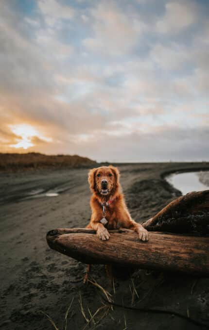 A golden retriever stands on a large piece of driftwood on a sandy beach at sunset. The sky is cloudy with patches of sunlight peeking through, reflecting on the wet sand and water. Grass and dunes are visible in the background.