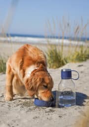 A golden retriever drinks water from a portable bowl on a sandy beach. A large water jug labeled "ADRIFT" is placed next to the dog. The background shows tall grasses and the sea under a clear sky.