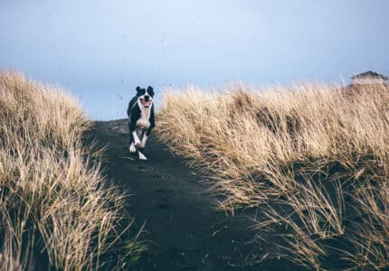 A black and white dog joyfully runs along a dark sandy path, surrounded by tall, golden grass under a clear blue sky. The dog's ears are flopping and dirt is visibly kicked up behind it.