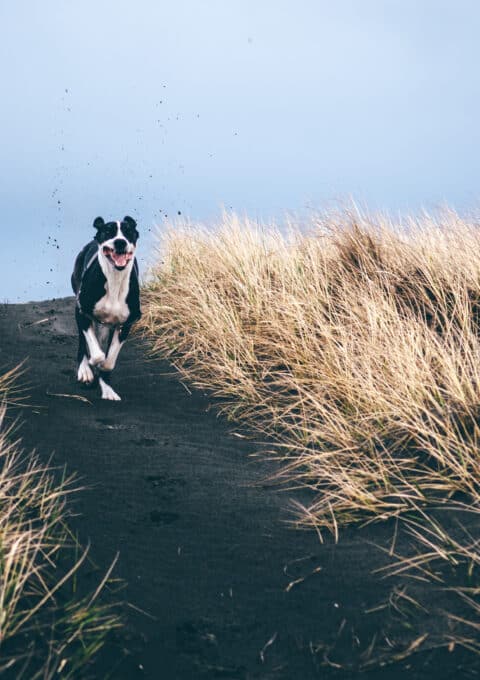 A black and white dog joyfully runs along a dark sandy path, surrounded by tall, golden grass under a clear blue sky. The dog's ears are flopping and dirt is visibly kicked up behind it.