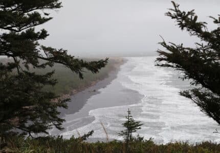 A rugged coastline with dark sandy beaches and frothy waves is seen through the branches of evergreen trees on a cloudy day. The ocean appears vast and misty in the distance.