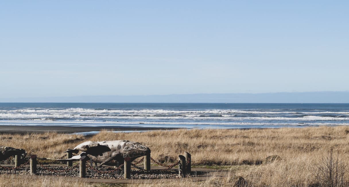 The image shows a coastal landscape with tall grass and a rocky beach. A fenced area displays large animal bones, possibly of a whale, with the ocean and waves visible in the background under a clear blue sky.