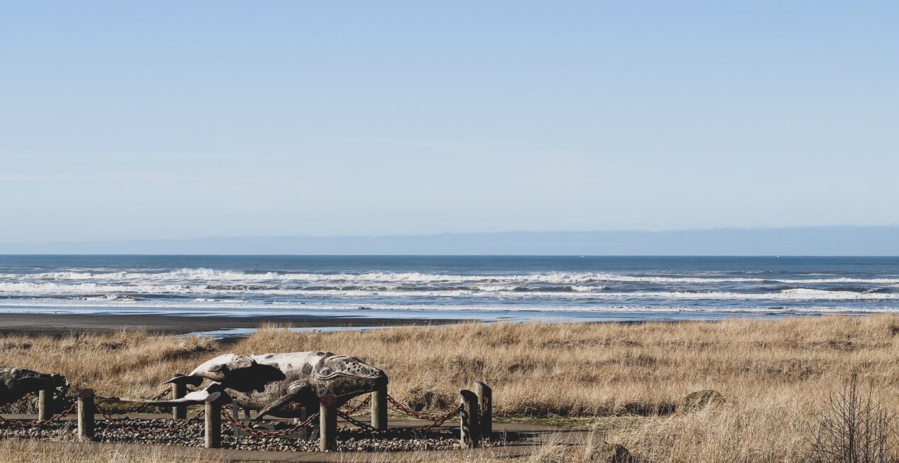 The image shows a coastal landscape with tall grass and a rocky beach. A fenced area displays large animal bones, possibly of a whale, with the ocean and waves visible in the background under a clear blue sky.
