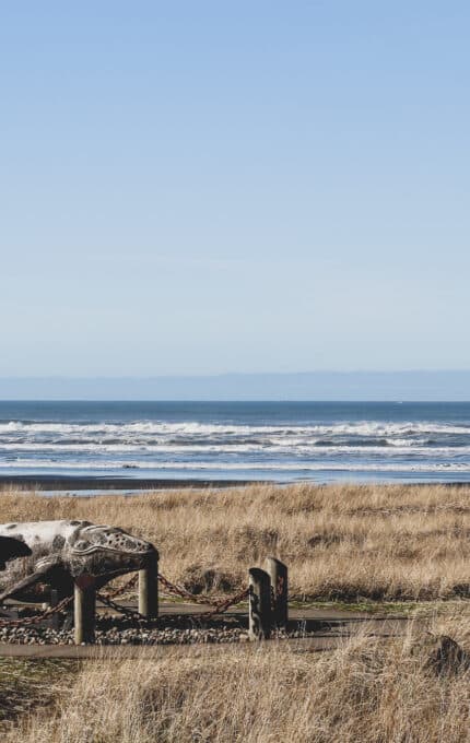 The image shows a coastal landscape with tall grass and a rocky beach. A fenced area displays large animal bones, possibly of a whale, with the ocean and waves visible in the background under a clear blue sky.