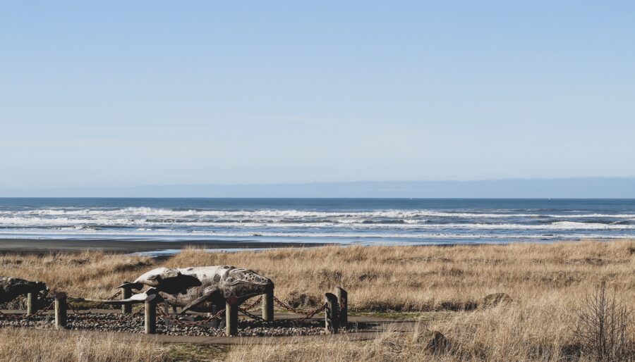 The image shows a coastal landscape with tall grass and a rocky beach. A fenced area displays large animal bones, possibly of a whale, with the ocean and waves visible in the background under a clear blue sky.