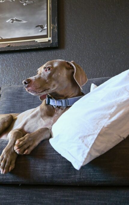 A dog with a short, light brown coat is lying on a dark gray couch next to a white pillow. The dog is looking to the side. Behind the couch, there is a framed picture on the dark-colored wall featuring birds in flight.