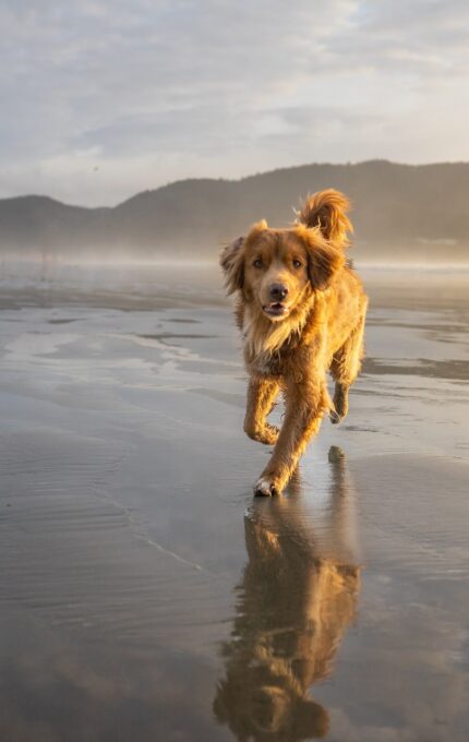 A dog with a golden-brown coat runs towards the camera on a wet beach with mountains and a hazy sky in the background. The dog's reflection is visible on the wet sand.