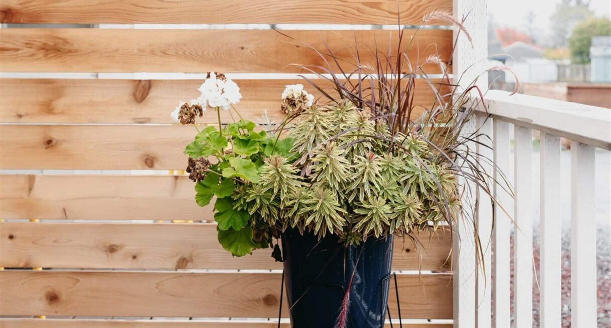 A potted plant with green foliage and some white flowers sits on a black stand on a wooden deck. The background features a wooden privacy screen and a white pergola overhead. There is a white railing on the right side of the deck.