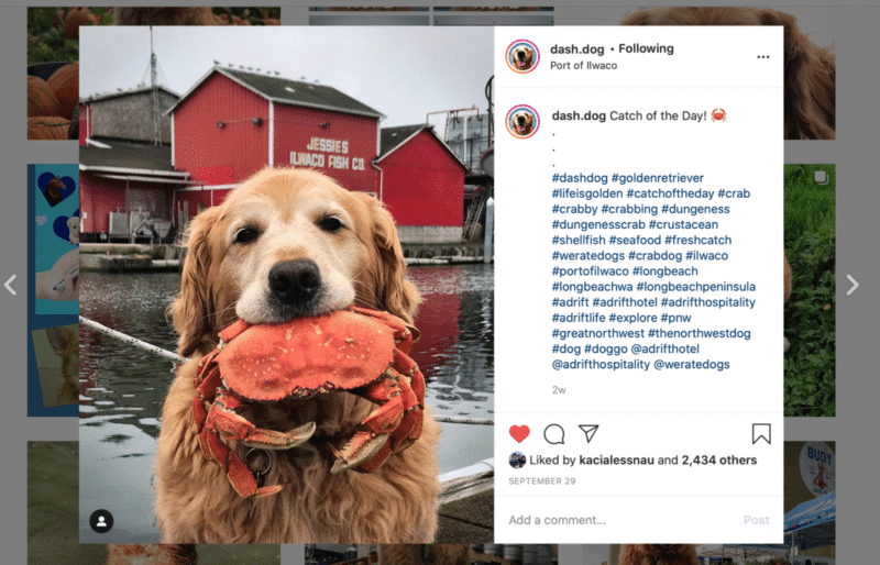 A golden retriever stands outdoors holding a large crab in its mouth. In the background, there is a red building with a sign that reads "Jessie's Ilwaco Landing Fish Co." and a dock area. The Instagram post caption reads, "Catch of the Day!.