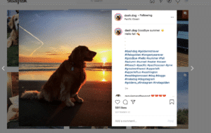 A golden retriever sits on a sandy beach at sunset, gazing out over the ocean. The sky is illuminated with warm hues of orange and yellow, reflecting on the water. The Instagram post has hashtags related to dogs and summer.