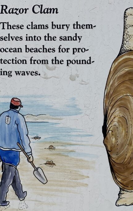 Illustration of a person with a fishing net walking on a sandy beach along with a detailed drawing of a razor clam. The text reads, "Razor Clam. These clams bury themselves into the sandy ocean beaches for protection from the pounding waves.