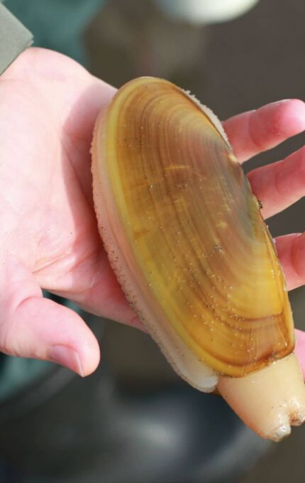 A person wearing a green sleeve holds a large, brownish-orange clam with a smooth, elongated shell, known as a geoduck, in their hand. The background is out of focus, with muted colors suggesting an outdoor environment.