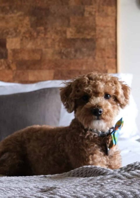 A small brown fluffy dog is lying on a bed. The bed has white sheets, a gray pillow, and a textured brown headboard. The dog is wearing a colorful bow around its neck. There is a lit wall-mounted lamp with a glass shade on the wall above the bed.