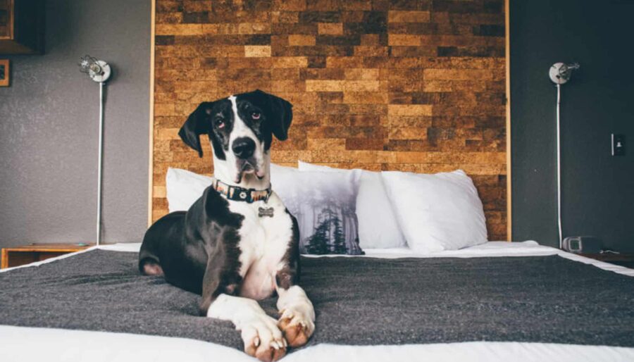 A black and white dog with a collar sits on a neatly made bed with white sheets and a gray blanket. The bed has a wooden headboard, and there are two wall-mounted bedside lamps on either side.