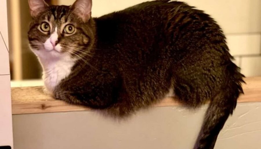 A tabby cat with white markings lounges on a narrow wooden ledge. The cat looks at the camera with wide eyes. The background is slightly blurred, giving focus to the cat.