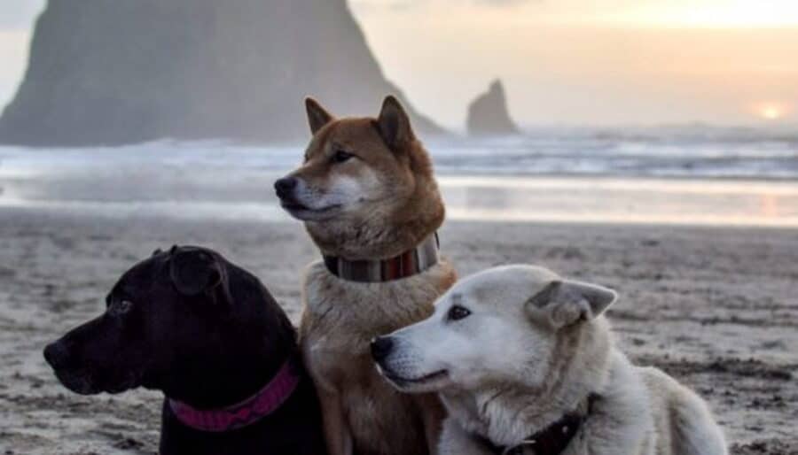 Three dogs are pictured on the sand at a beach during sunset, with a large monolithic rock formation and the ocean in the background. The dogs include a black one, a brown one sitting up, and a white one lying down.