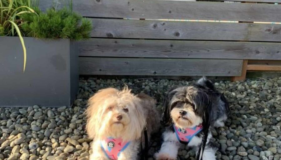 Two small dogs with fluffy coats are lying on a pebble-covered ground. They are wearing pink harnesses and leashes. Behind them is a grey wooden fence and a potted plant with red flowers on the left.