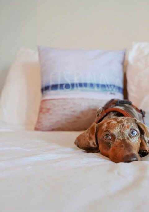 A brown and white dachshund with a harness is lying down on a bed with white sheets. The dog's head is resting between its front paws, and there is a decorative pillow with a blurred design behind it.