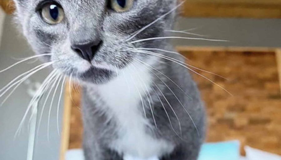 A close-up photo of a gray and white kitten standing on a bed, looking directly at the camera. The background shows a wooden wall and part of a room with furniture. The kitten's whiskers are prominently visible.