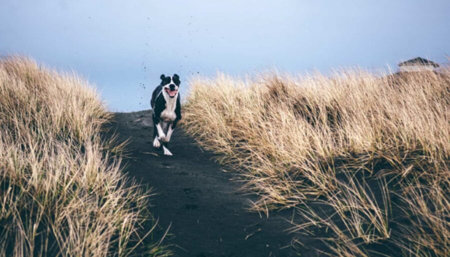 A black-and-white dog runs joyfully along a sandy path surrounded by tall, dry grass under a cloudy sky. The dog appears to be mid-stride, with its tongue out and ears perked up. Small particles of sand are visible in the air behind the dog.