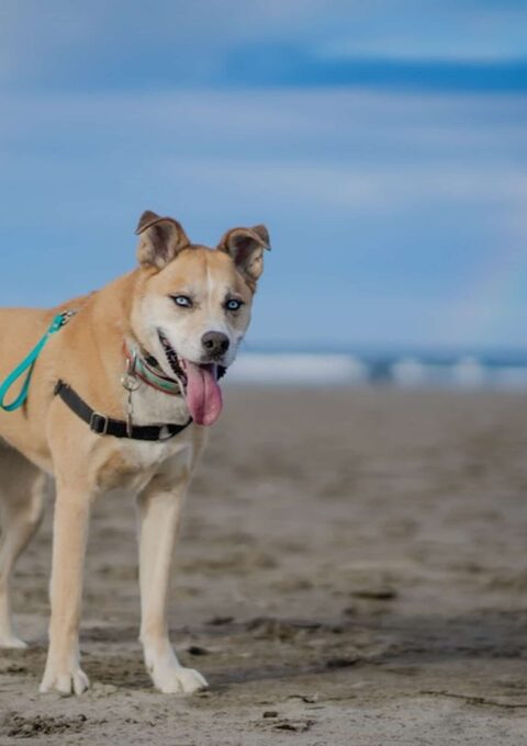 A brown and white dog with blue eyes stands on a sandy beach. The dog is wearing a harness, and its tongue is hanging out. The background shows a clear sky with a faint rainbow and a distant ocean.