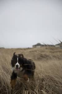 A dog runs through a field of tall grass on an overcast day. The dog's fur is black, white, and brown, and its tongue is out as it runs toward the camera. The background shows a blurry landscape with a building in the distance.