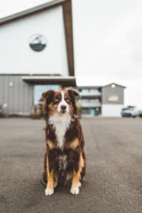 A brown and white dog sits on an asphalt surface in front of a modern gray building with a triangular roof and a circular emblem. Another building and a parked car are visible in the background. The sky is overcast.