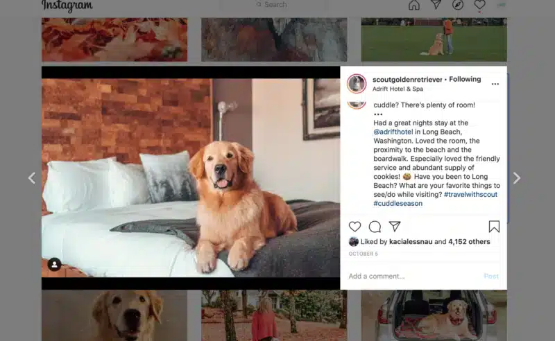 A golden retriever lies contentedly on a neatly made bed in a hotel room. The room features warm lighting and minimal decor. The Instagram post includes a caption praising the hotel and asking followers for their favorite things to do in Long Beach.