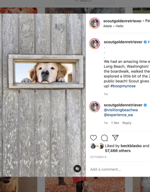 A golden retriever looks through a small rectangular window in a wooden wall. The dog's face is centered in the opening. Instagram captions and comments are visible on the right. The captions mention an exploration of Long Beach, Washington.