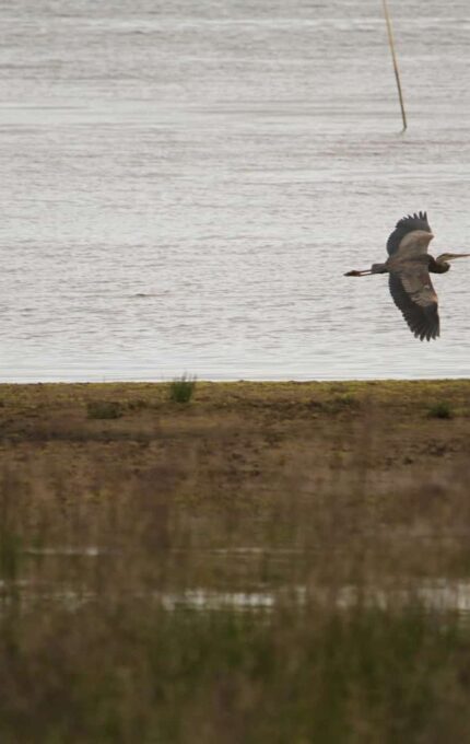 Two birds are flying low over a body of water with a thin strip of land and grass in the foreground. The water appears calm, and the sky is clear. The birds are gliding in the same direction with their wings slightly arched.