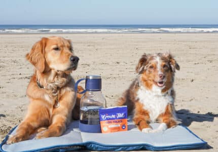 Two dogs sit on a blue mat at a sandy beach. A golden retriever sits calmly on the left, and a smaller dog with brown and white fur looks happy on the right. A jug and a box labeled "brownie brittle" are in front of them. The ocean is in the background.