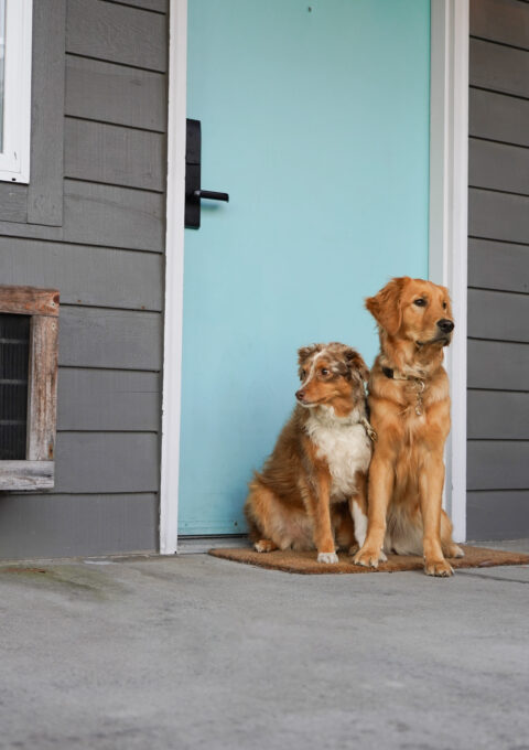Two dogs sit on a doormat in front of a light blue door. The house has gray siding and a small window on the left. The dogs are an Australian Shepherd and a Golden Retriever mix.