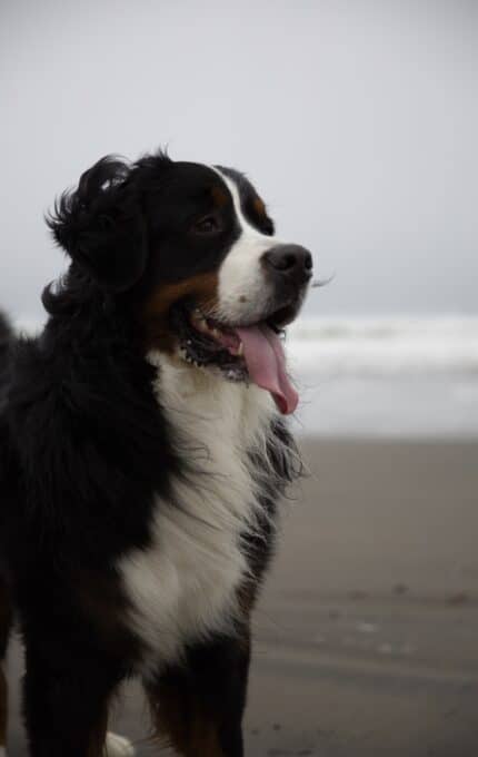 A Bernese Mountain Dog stands on a sandy beach with its tongue out, looking into the distance. The ocean waves are visible in the background under an overcast sky.