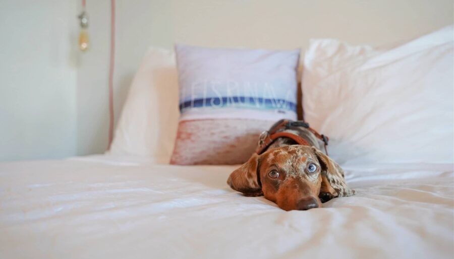 A brown and white dog with a harness lies on a white bed. Behind the dog, there is a pillow with an indistinct beach scene and writing. A hanging light bulb is visible on the left.