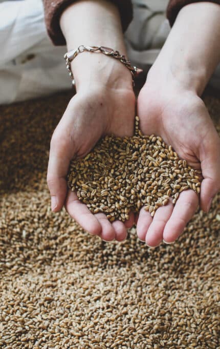 A person holds a handful of grain above a large pile of grain. The hands are cupped together, and the background shows a white fabric partially covering the pile. The scene suggests agricultural or food-related activity.