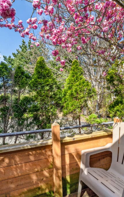 A small wooden balcony features a single plastic chair, surrounded by blooming pink cherry blossoms and green trees, with a gravel path visible in the background under a clear blue sky.